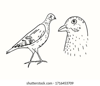Linear drawing of a dove in full height and head separately. Hand-drawn. Vector image