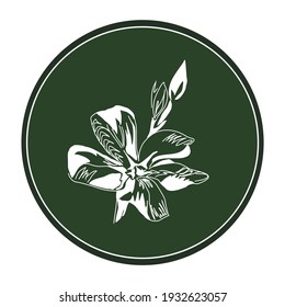 Linear drawing of forest periwinkle on a dark green background. Vector flower logo
