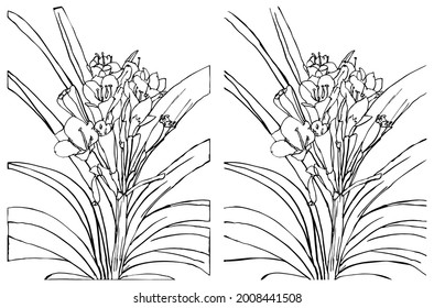 Linear drawing of a houseplant Natal lily or flowers bush lily. Two drawings - with open and closed leaves ends