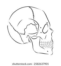 Linear drawing of a human skull in profile. Vector illustration