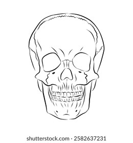 Linear drawing of a human skull. Vector illustration