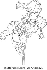 Linear drawing of an iris flower