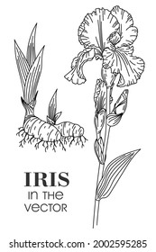 LINEAR DRAWING OF AN IRIS ON A WHITE BACKGROUND IN A VECTOR