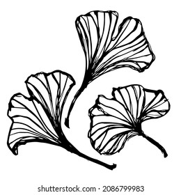 Linear drawing of the leaves of the ginkgo tree. Vector graphics.