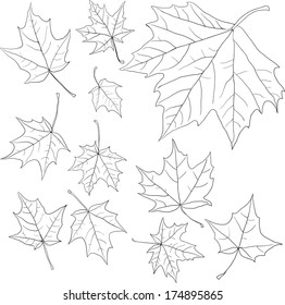 linear drawing leaves of maple, vector illustration