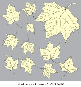 linear drawing leaves of maple, vector illustration