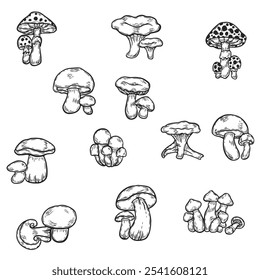 linear drawing of mushrooms. A set of mushrooms. Vintage set of mushrooms.  Vector black ink outline of food sketch illustration with mushrooms, champignon, porcini mushroom, chanterelles, fly agaric,