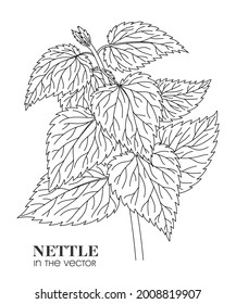 LINEAR DRAWING OF NETTLES ON A WHITE BACKGROUND IN A VECTOR