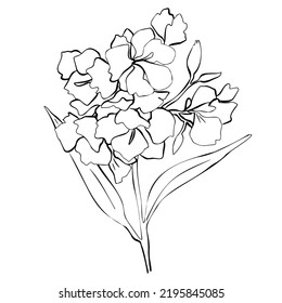 Linear drawing of oleander. Line art. Hand drawn isolated vector botanical illustration. Ink. Black, white. Suitable for textiles, fashion, tattoo, wrapping paper, wallpaper, wedding invitation, card.