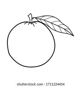 Linear drawing orange isolated on white background. Sketch for coloring booking page. Vector illustration
