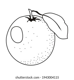 naranja lineal de dibujo aislado en fondo blanco. Esbozo para colorear la página de reserva, menú. Frutas cítricas de ilustración vectorial