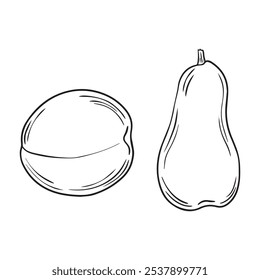 Linear drawing of pear and plum hand drawn. Vector illustration.