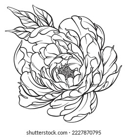 dibujo lineal del vector de flores peony