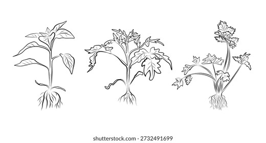 Dibujo lineal de plantas: un conjunto de plántulas de pimienta, tomate, perejil. Ilustración minimalista.