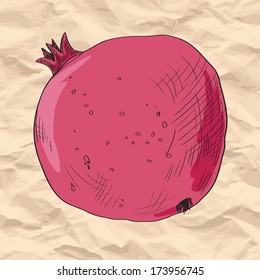 linear drawing pomegranate at paper, vector illustration