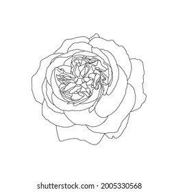 Linear drawing of rose flower isolated on white background. Hand drawn sketch, vector illustration, decorative element for tattoo, greeting card, wedding invitation, coloring book