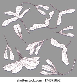 linear drawing seeds of maple, vector illustration