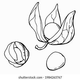Linear drawing of a set of physalis. Line art. White background, isolate. Vector illustration.	