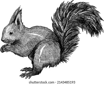 216 Crayon squirrel Images, Stock Photos & Vectors | Shutterstock