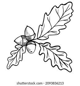 Linear drawing, sketch of a branch of an oak tree. Vector graphics.