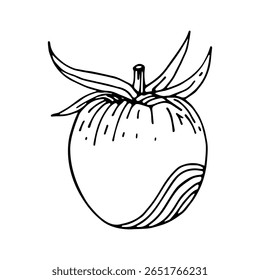 Dibujo lineal de tomate. Ilustración vectorial. Estilo de boceto para proyectos de comida.