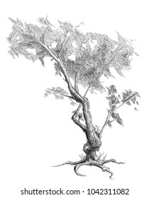 linear drawing of a tree on a white background