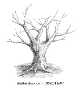 linear drawing of a tree on a white background
