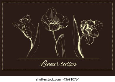 Linear drawing of tulips on a dark background. Flowers for a card. Figure flowers at different angles. Vector illustration