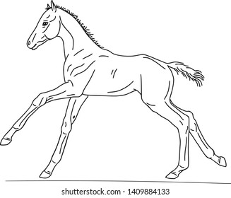 Linear drawing of a warmblood foal