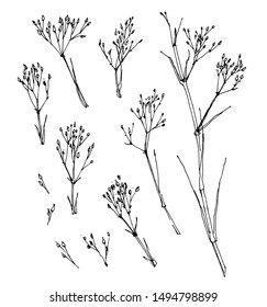 Linear drawing of a wildflower on white background. Hand-drawn vector illustration. 