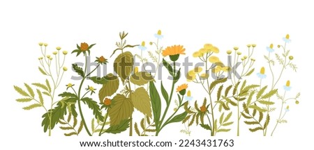 Linear flower arrangement, wild forbs in flat style. Nettle, calendula, chamomile, tansy, bidens.