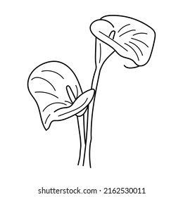 Linear flower calla. Hand drawn illustration Tropical flower calla. minimalistic flowers detailed isolated in white background. vector