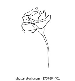 Linear flower in one line continuous style on white background. Outline vector illustration. Logo natural element. Minimalist design. 