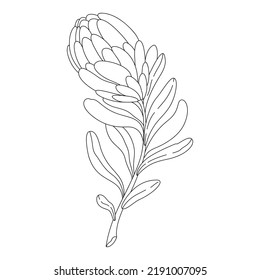 5,757 Protea drawings Images, Stock Photos & Vectors | Shutterstock