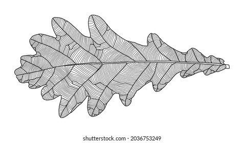 Linear graphic oak leaf drawing with veins isolated on white background. Element for design in line art style. Vector illustration.