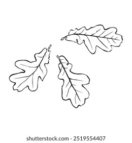 Padrão gráfico linear de folhas de carvalho com veias isoladas sobre fundo branco. Ilustração vetorial. Elemento para design em estilo de arte de linha.