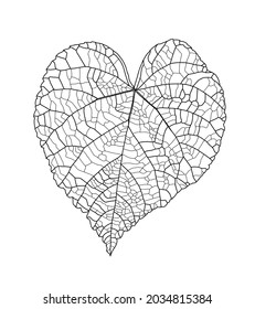 Linear graphic picture linden leaf with veins in the shape of a heart isolated on a white background. Vector illustration. Element for design in line art style.
