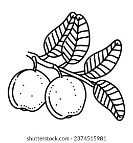 Linear Guava. Hand drawn Guava fruits isolated on white background. doodle style design for coloring book.