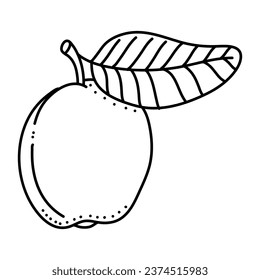 Linear Guava. Hand drawn Guava fruits isolated on white background. doodle style design for coloring book.