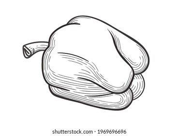 Linear hand drawing of large bell pepper (paprika). Vector illustration on a white background, EPS 10. Monochrome graphics in a minimalist realistic style. Engraving.