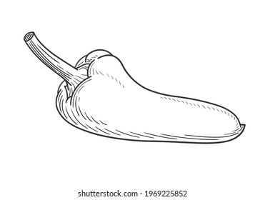 Linear hand drawing of long slims bell pepper (paprika). Vector illustration on a white background, EPS 10. Monochrome graphics in a minimalist realistic style.