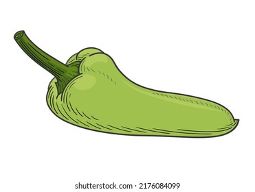 Linear hand drawing of long slims green bell pepper (paprika). Vector illustration on a white background, EPS 10. Monochrome graphics in a minimalist realistic style.