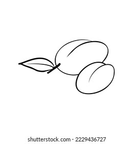 Linear hand drawn icon of plum. Doodle, sketch of fruit
