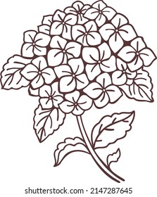 Linear hortensia flower. Vector illustration