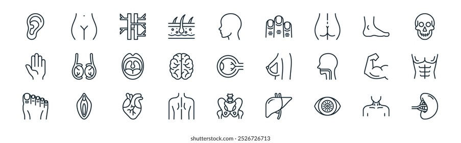 linear human body icon pack. vector thin line neck,  , veins, foot, brain, abs, p, spleen icons suitable for apps and websites ui designs