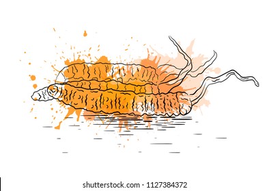 Linear illustration of a cordyceps fungus with watercolor splashes. Superfood. Vector element for your creativity