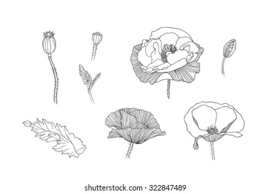 Linear illustration. Engraving hand drawn poppy flowers