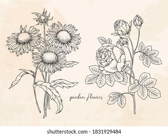 Linear illustration of garden flowers rose and sunflower