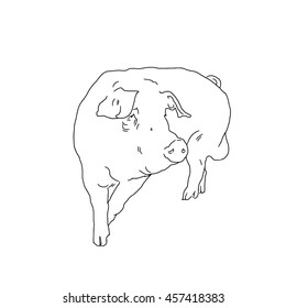 Linear illustration of a pig. Hand drawn pig.