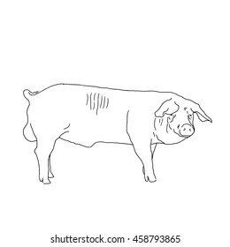 Linear illustration of a pig. Hand drawn pig.